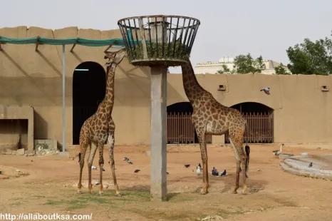 10. Riyadh Zoo