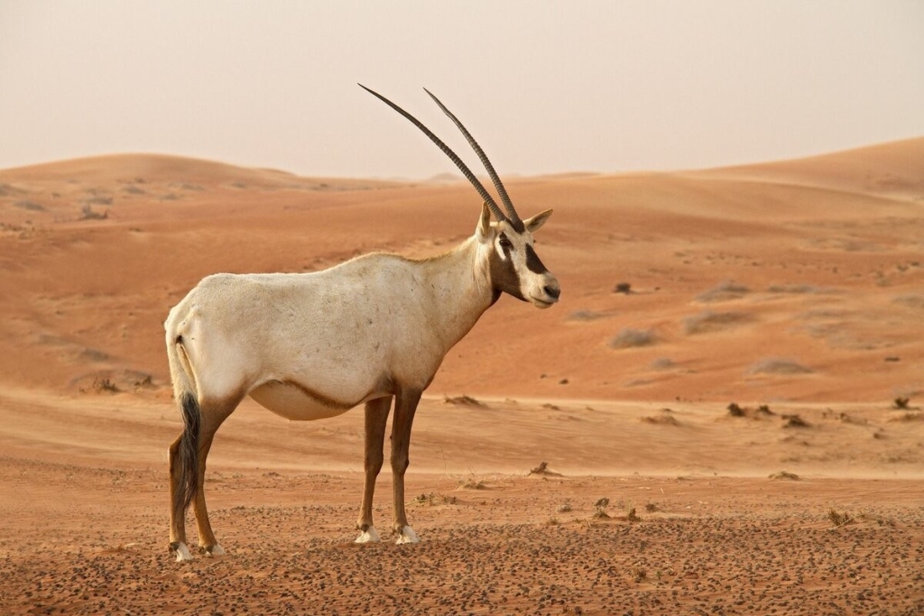 Uruq Bani Ma'arid Reserve موقع سعودي اليونيسكو - محمية عروق بني معارض