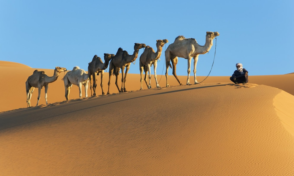 A New Saudi Arabian Site On UNESCO World Heritage List!  Uruq Bani Ma'arid Reserve محمية عروق بني معارض