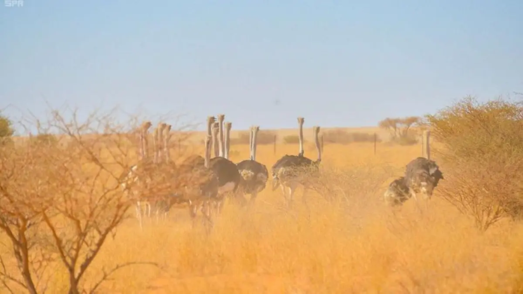 Uruq Bani Ma'arid Reserve موقع سعودي اليونيسكو محمية عروق بني معارض
