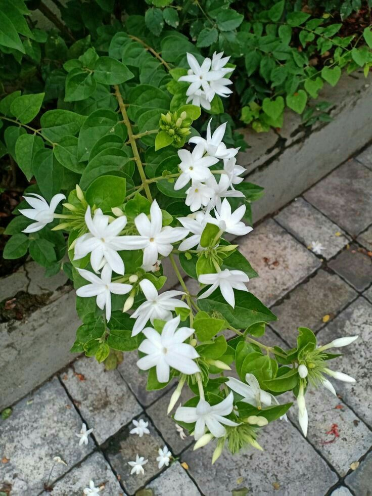 Saudi Arabia’s National Flower