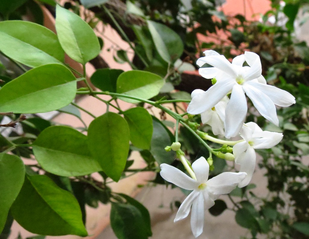 Here’s a fragrant little fact you might not know: Saudi Arabia’s national flower is the 