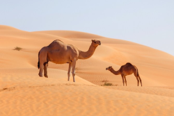 كيف تبدل دور الإبل، الحيوان الوطني في السعودية، في العصر الحديث؟